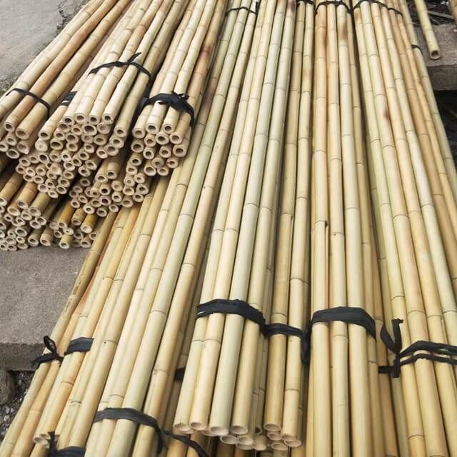 bamboo